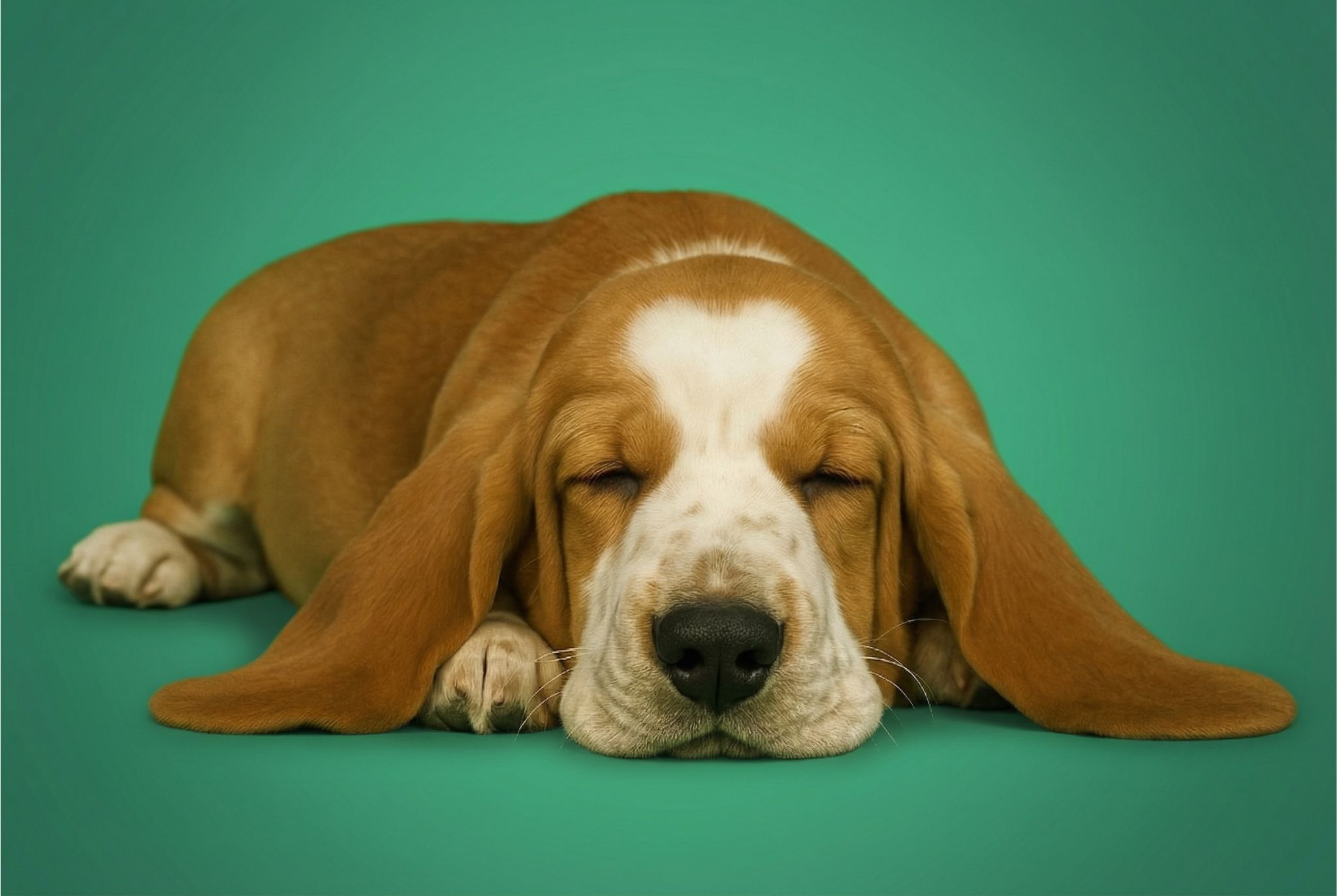 Mission du Club Canin